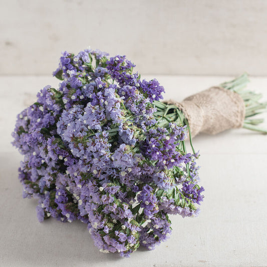 Statice 'Seeker Pastel Blue'