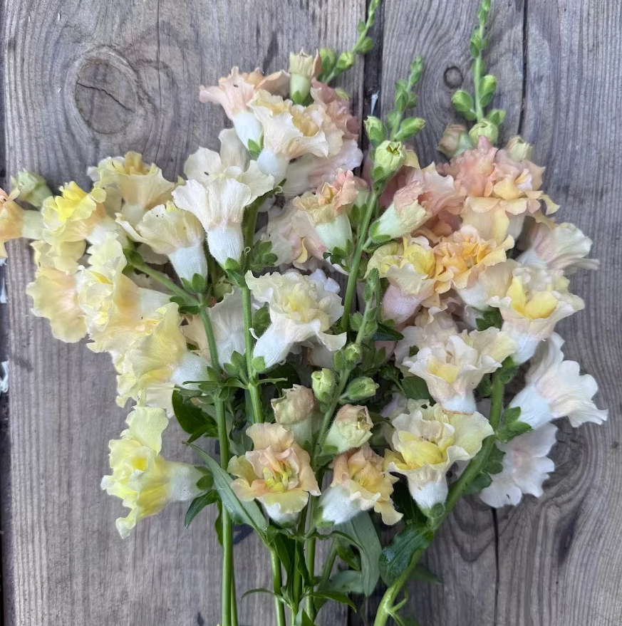 Snapdragon 'Snapstar Champagne'