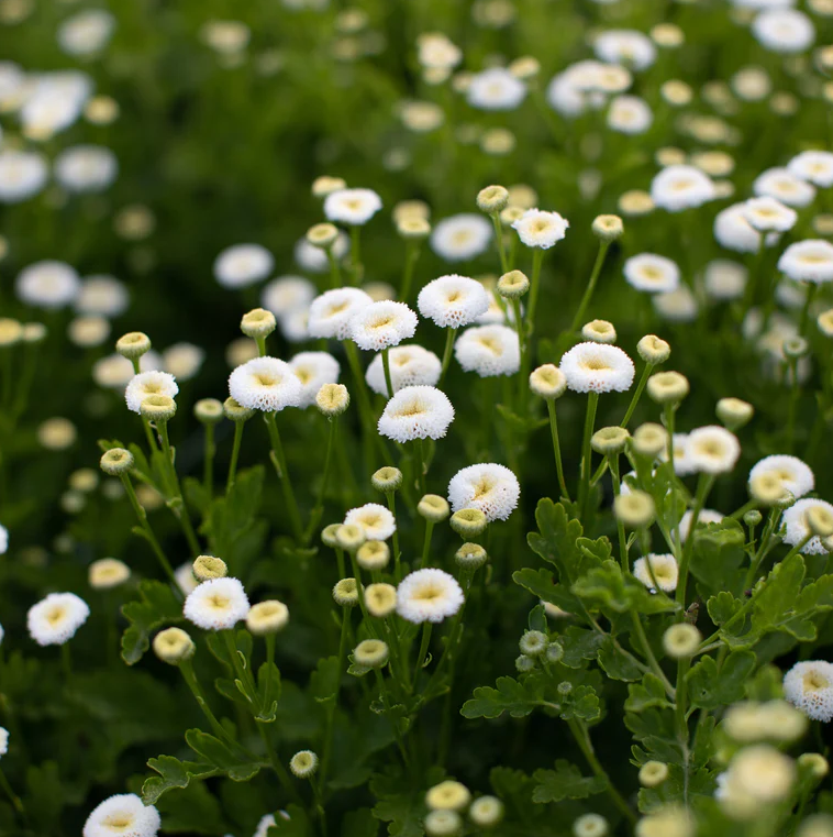Feverfew 'Snowball'