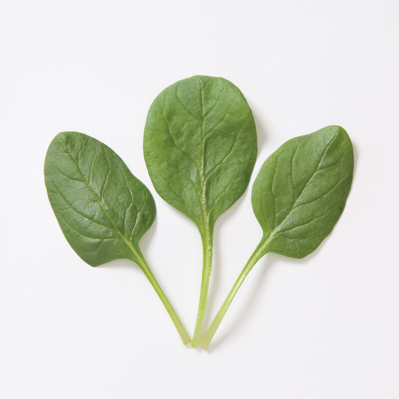 Spinach 'Space'