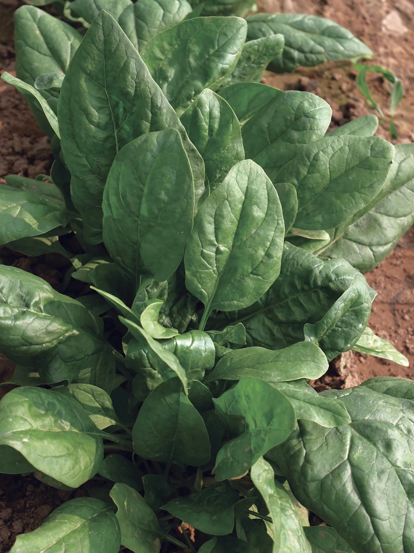 Spinach 'Space'