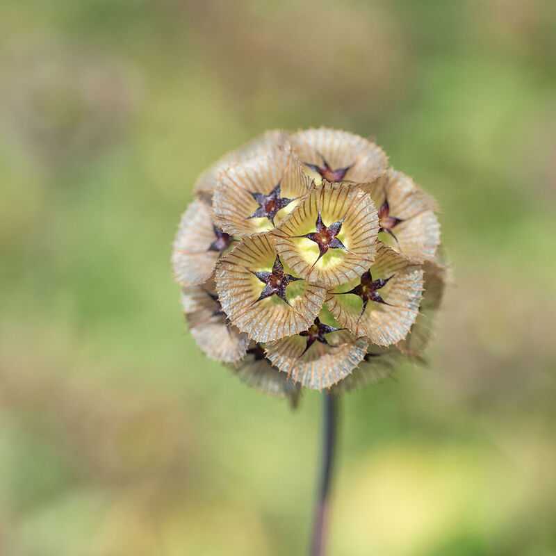 Scabiosa 'Starflower Stellata'