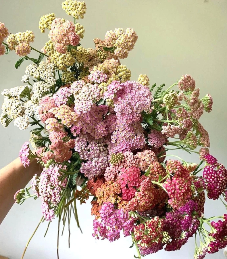 Yarrow 'Summer Pastels'