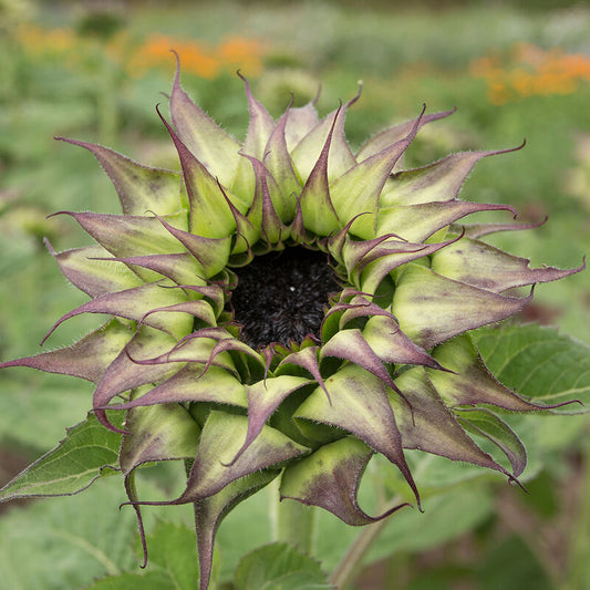 Sunflower 'SunFill Purple'