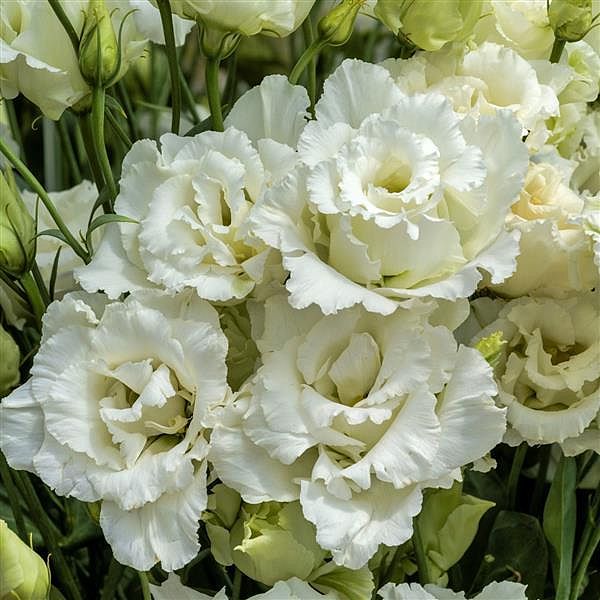 Lisianthus 'Voyage 2 White'