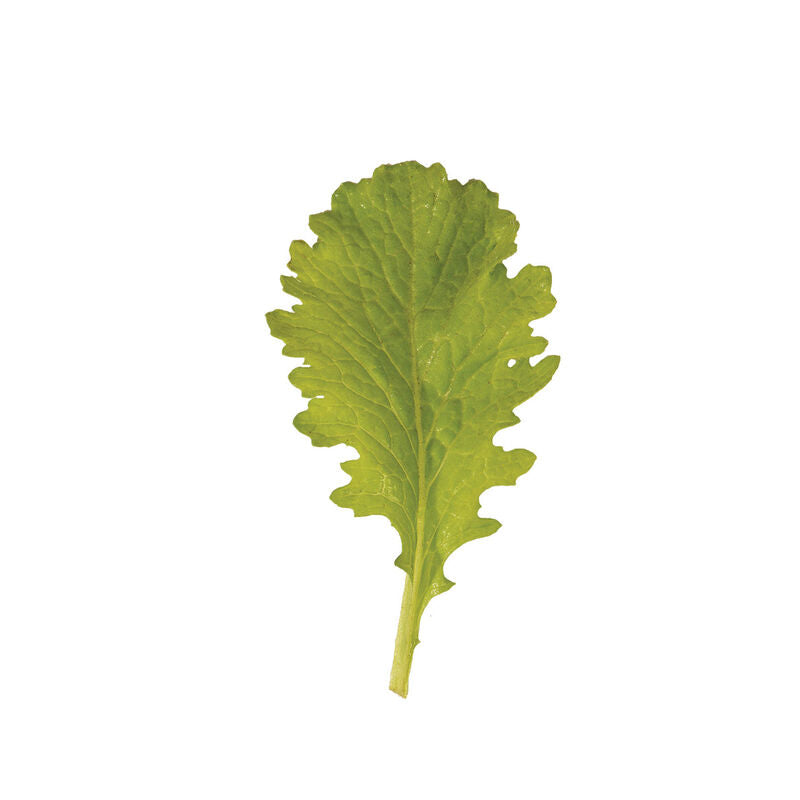 Greens 'Wasabi Mustard'