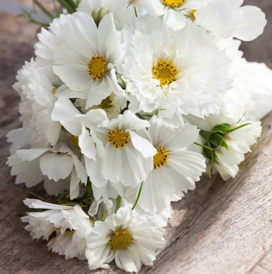 Cosmos 'Alba Nocturne Mix'