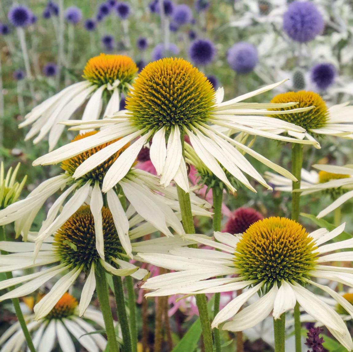 Echinacea 'White Swan'