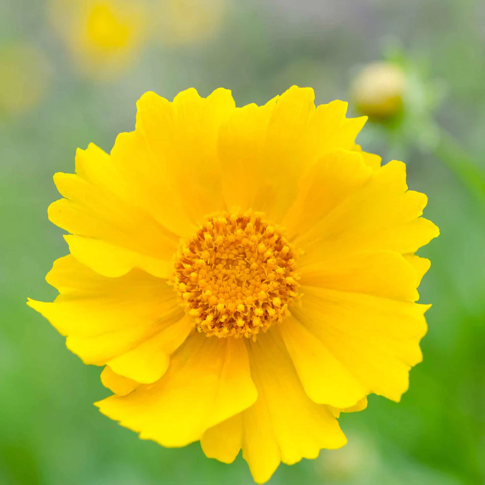 Coreopsis 'Yellow Lanceleaf'