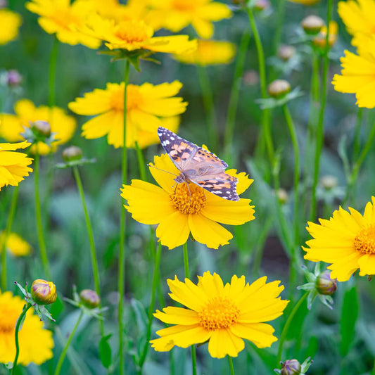 Coreopsis 'Yellow Lanceleaf'