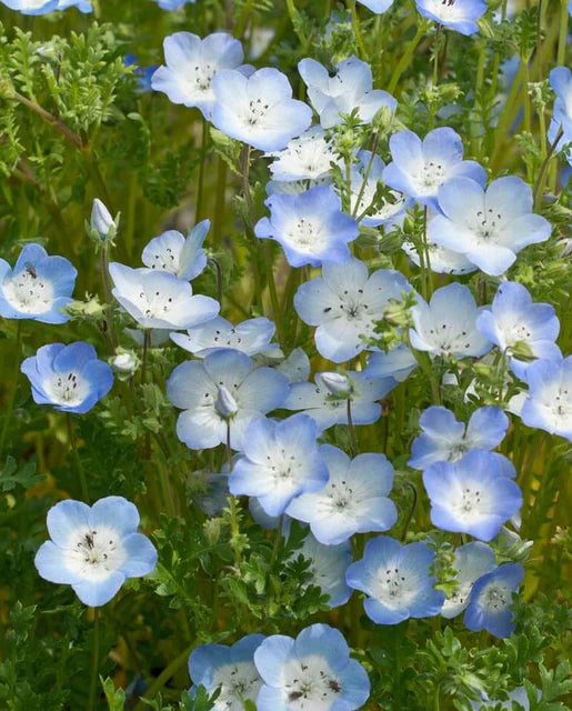 Nemophila 'Baby Blue Eyes'