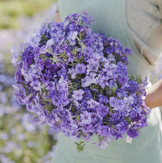 Phlox 'Blue Beauty'