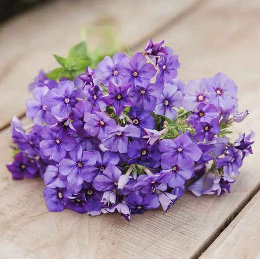 Phlox 'Blue Beauty'