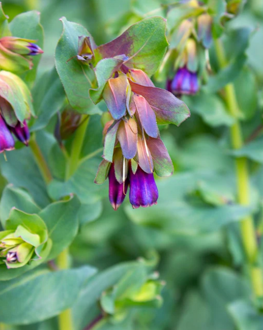 Cerinthe 'Kiwi Blue Honeywort'