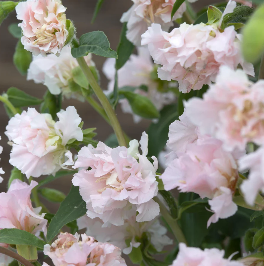 Clarkia 'Appleblossom'