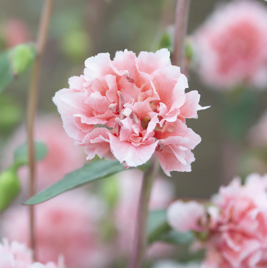 Clarkia 'Enchantress'