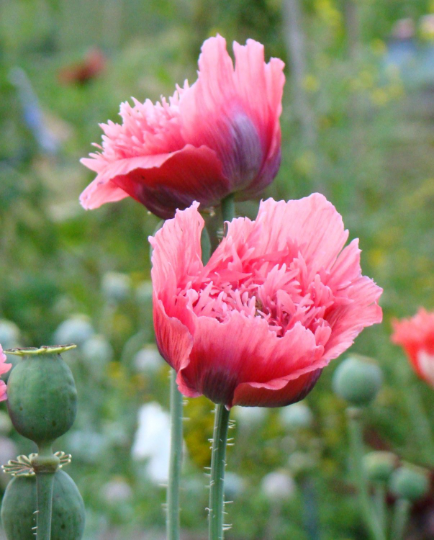 Poppy Parade - Poppy Lovers Flower Seed Collection