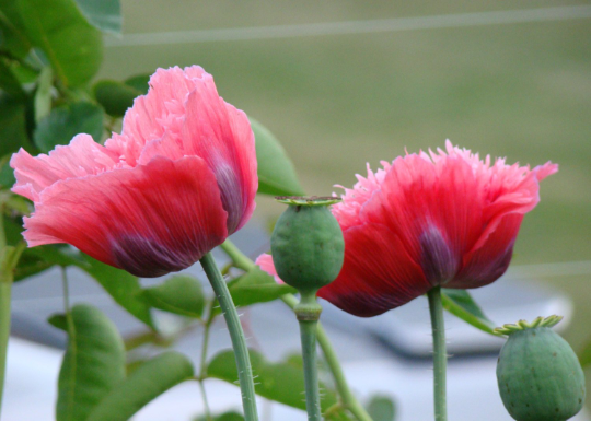 Poppy 'Beautiful Mess'