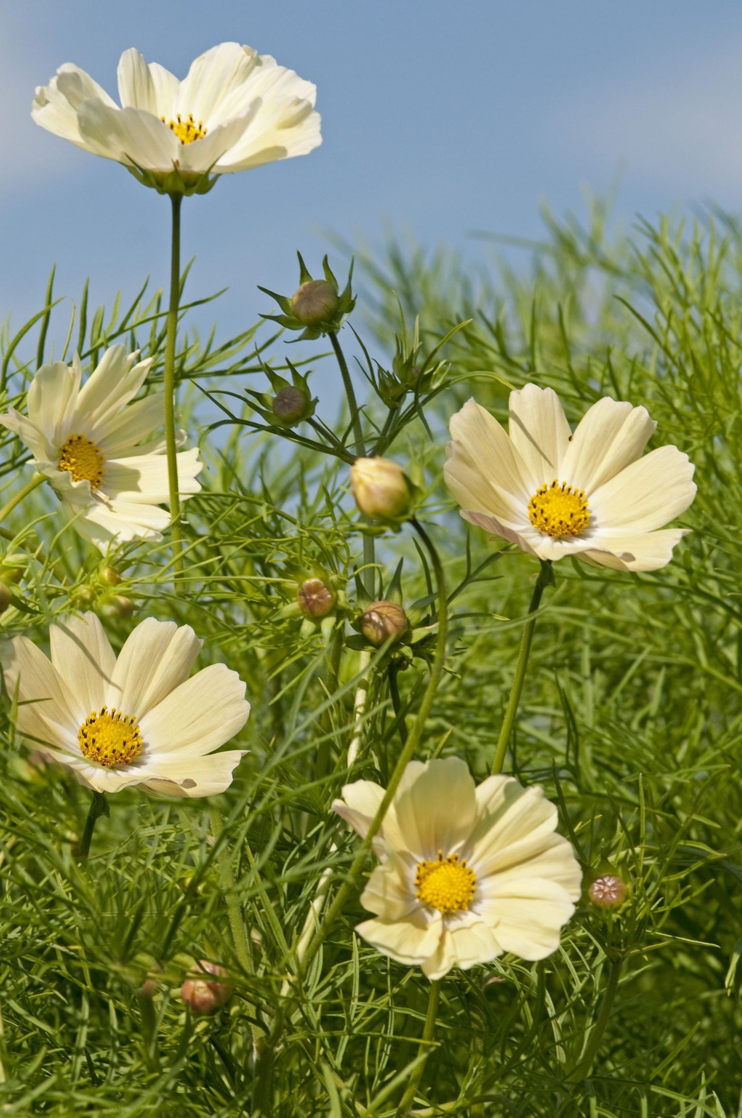 Cosmos 'Kiiro'