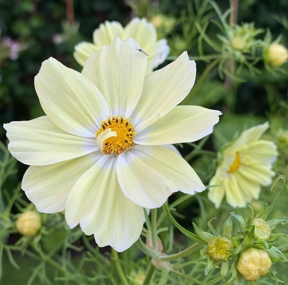 Cosmos 'Kiiro'