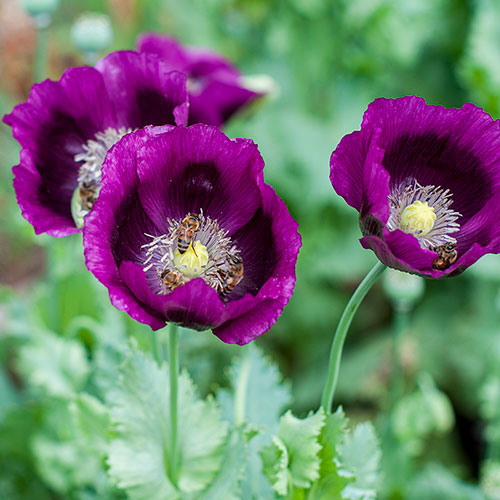Poppy Parade - Poppy Lovers Flower Seed Collection