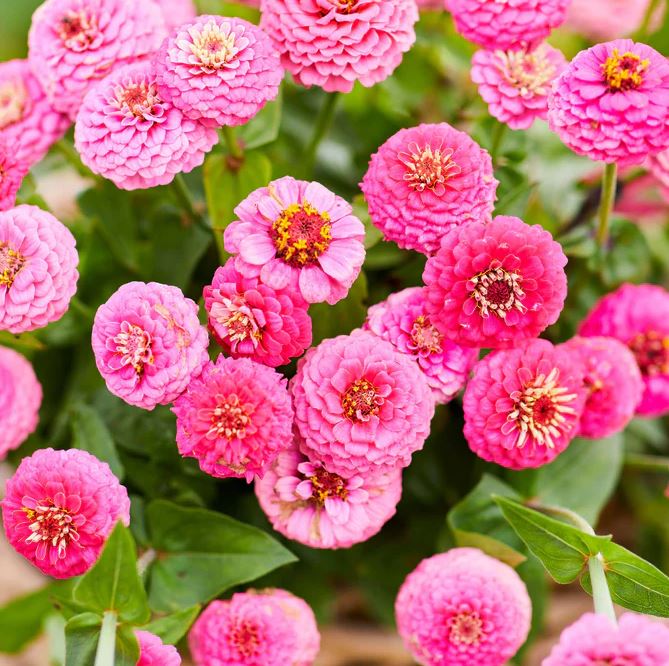 Zinnia 'Rose-Pink Lilliput'