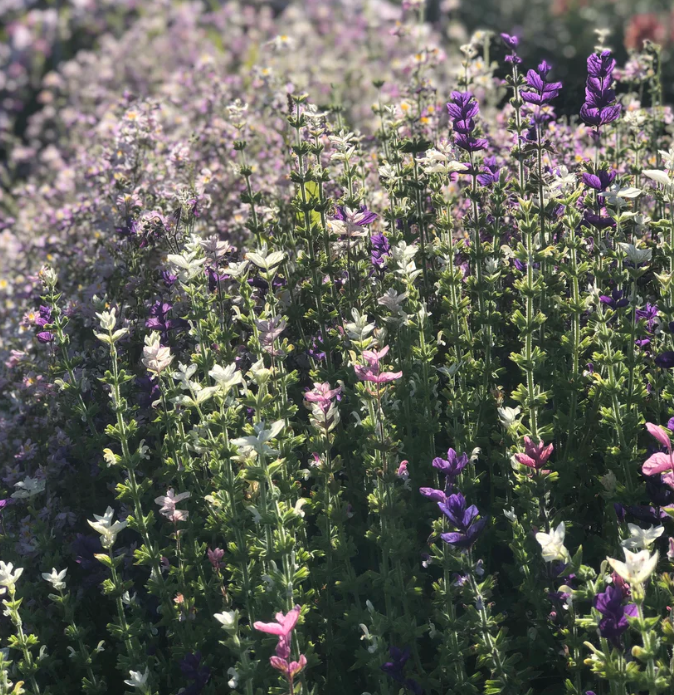 Salvia 'Trio Mix'