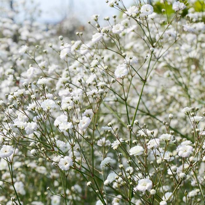 Baby's Breath 'Snowflake'