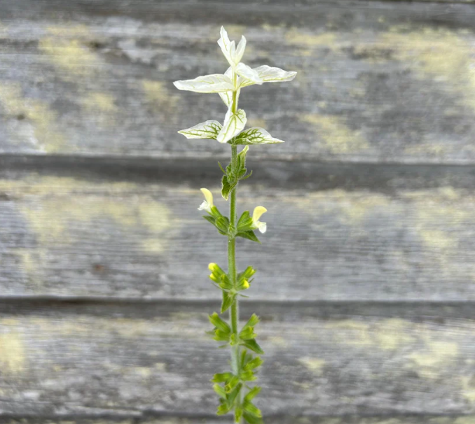 Salvia 'White Swan'