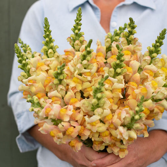 Snapdragon 'Costa Apricot'
