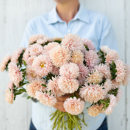 Aster 'King Size Apricot'
