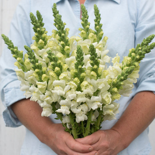 Snapdragon 'Potomac Ivory'