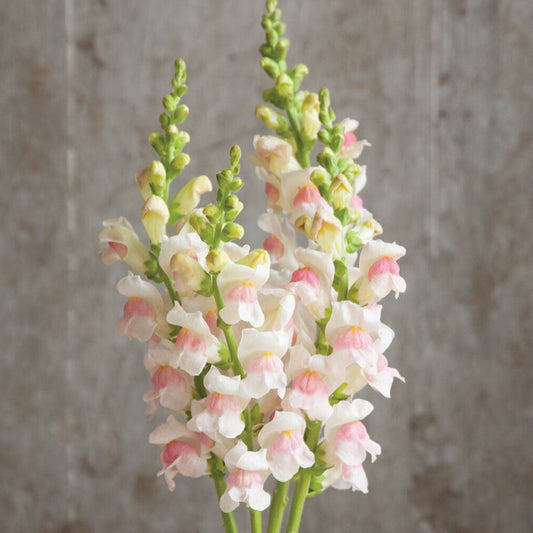 Snapdragon 'Potomac Appleblossom'