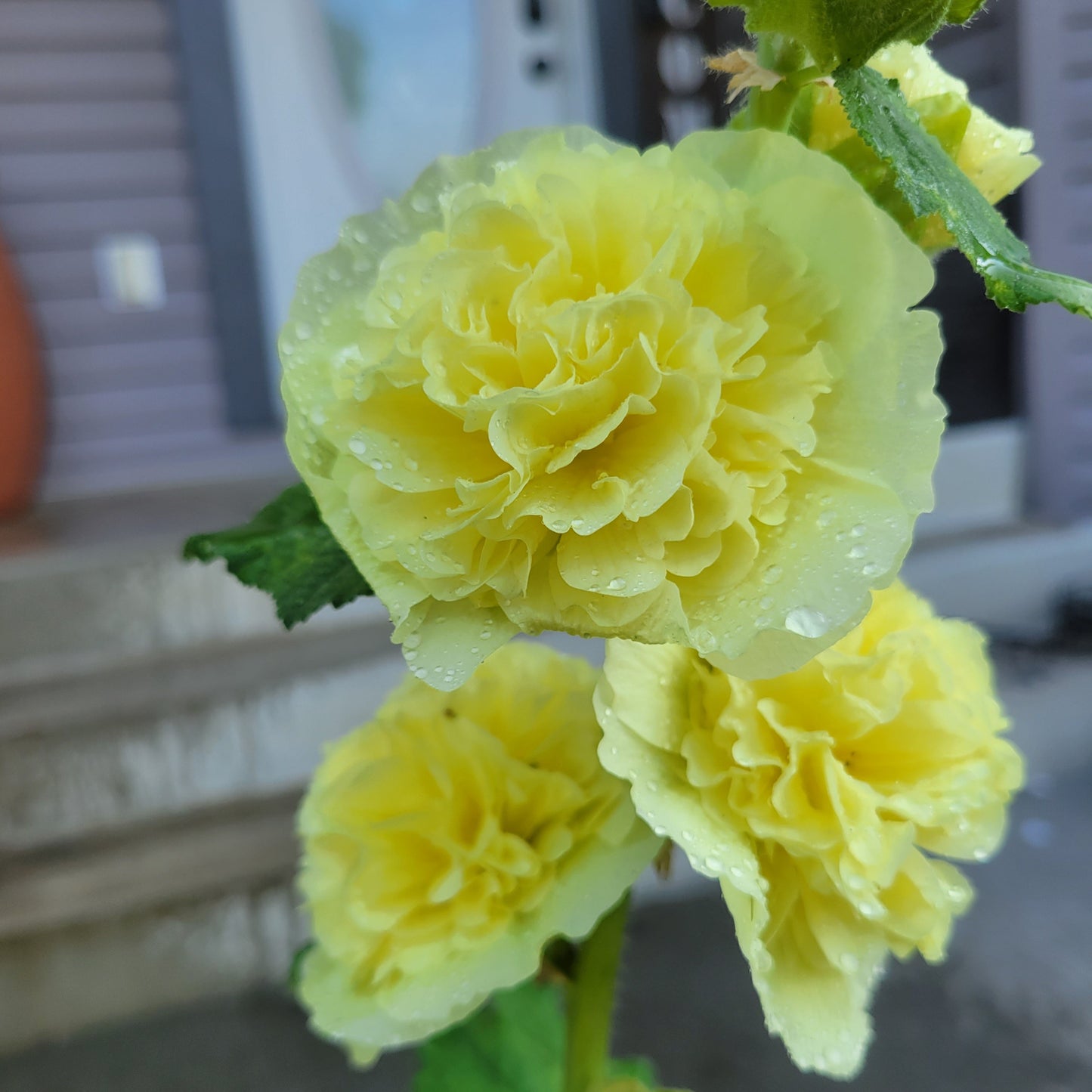 Hollyhock 'Chater's Golden Yellow'