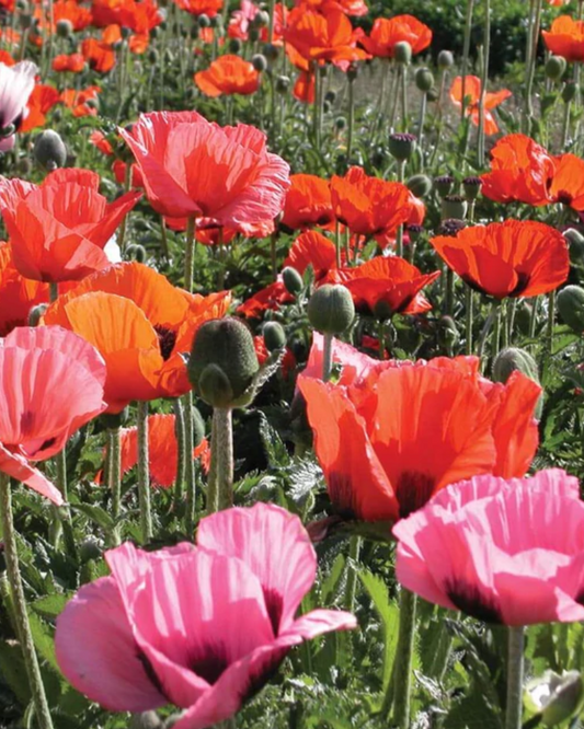 Poppy 'Pizzicato Mix'