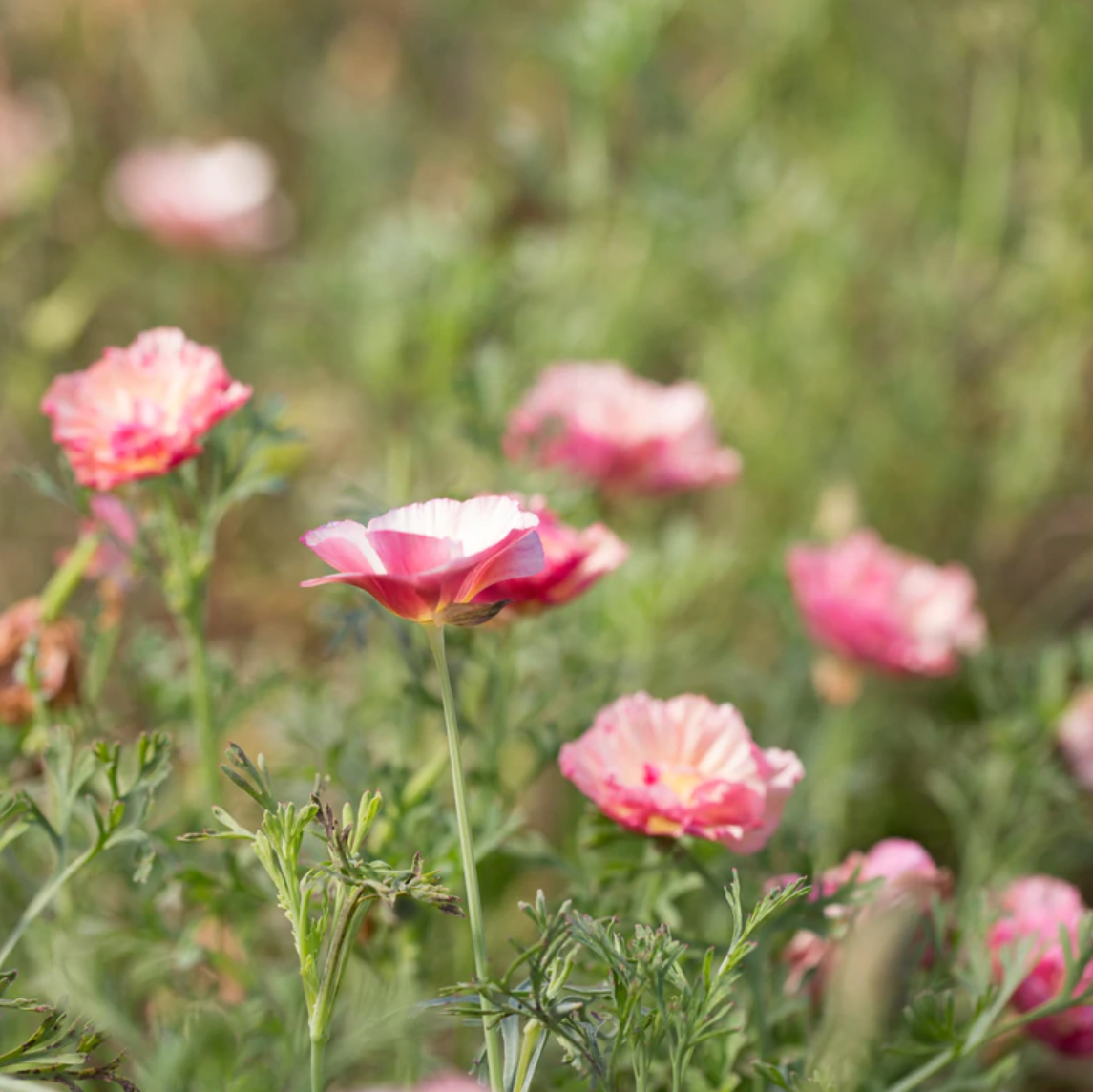 Poppy 'Thai Silk Appleblossom'