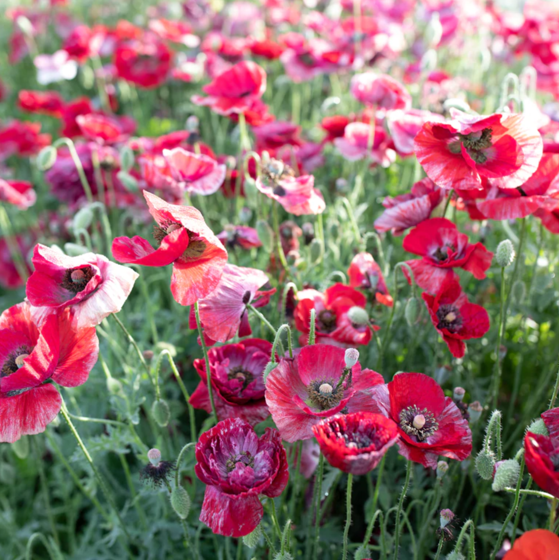 Poppy 'Shirley Pandora Mix'