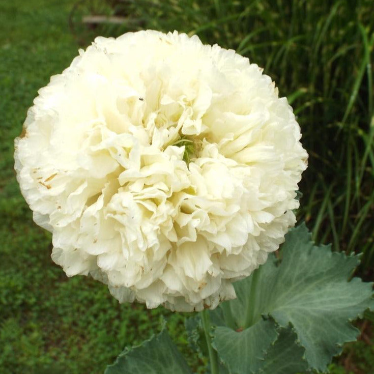 Poppy 'Cream Peony'