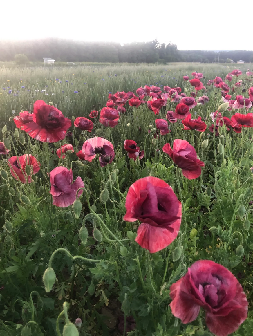 Poppy 'Shirley Pandora Mix'