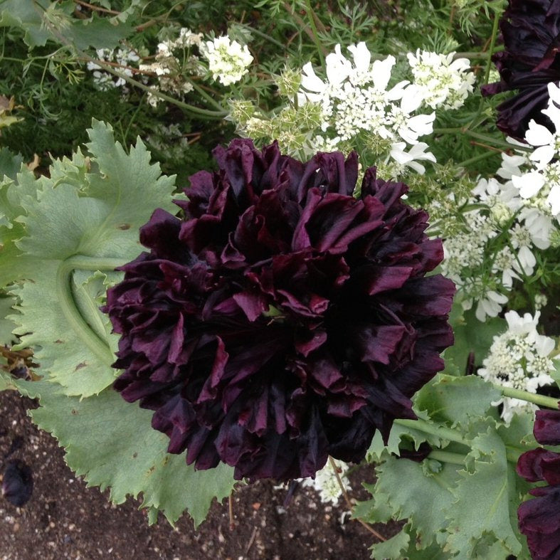 Poppy 'Celestial Noir Mix'