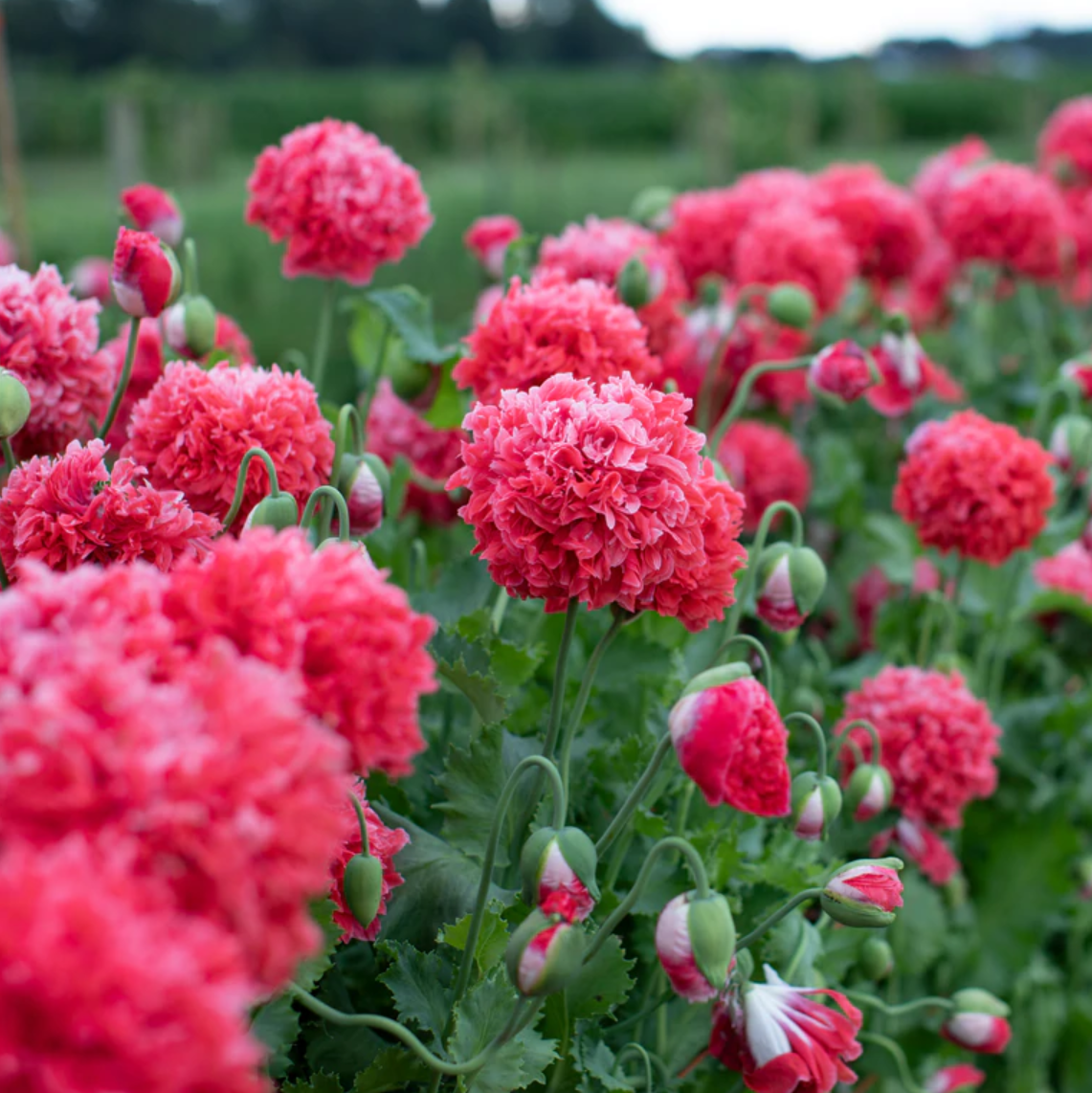 Poppy 'Frosted Salmon Peony'