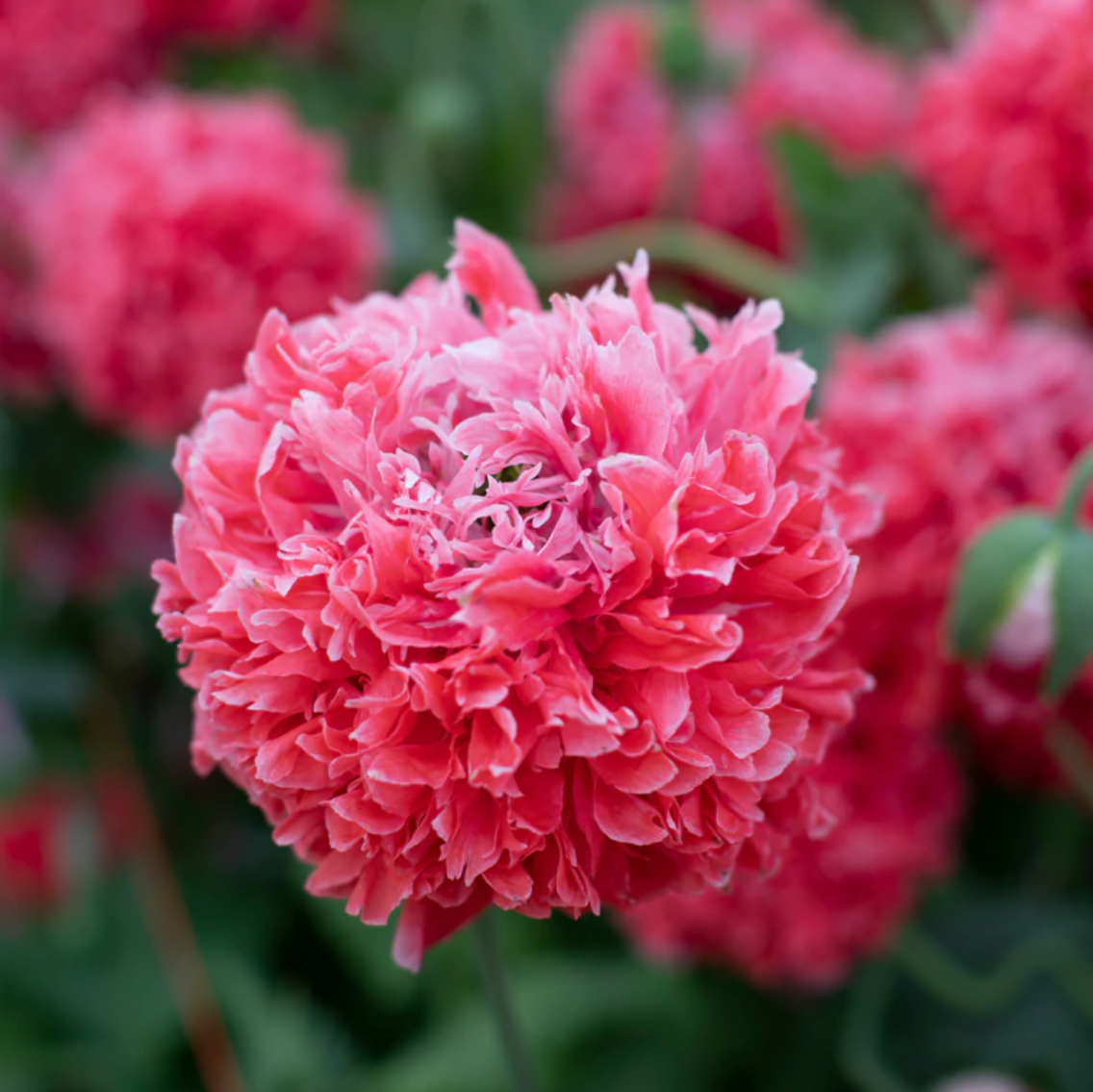 Poppy 'Frosted Salmon Peony'