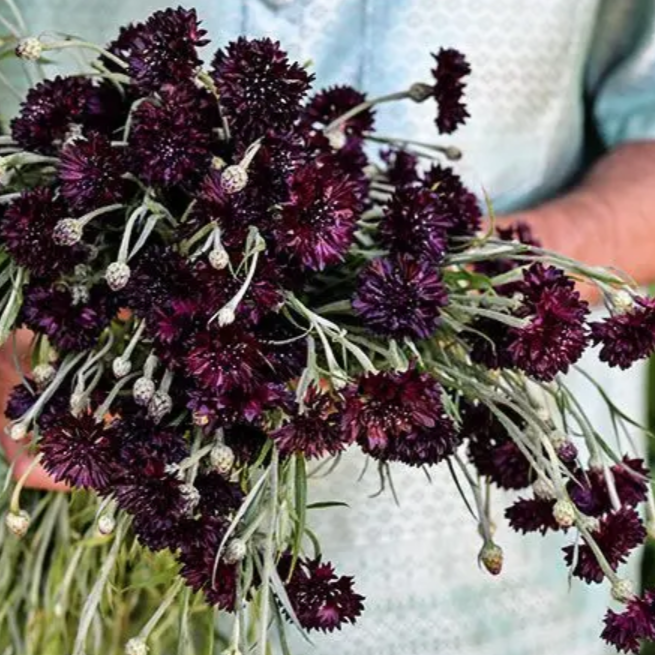 Bachelor's Button 'Black Ball'