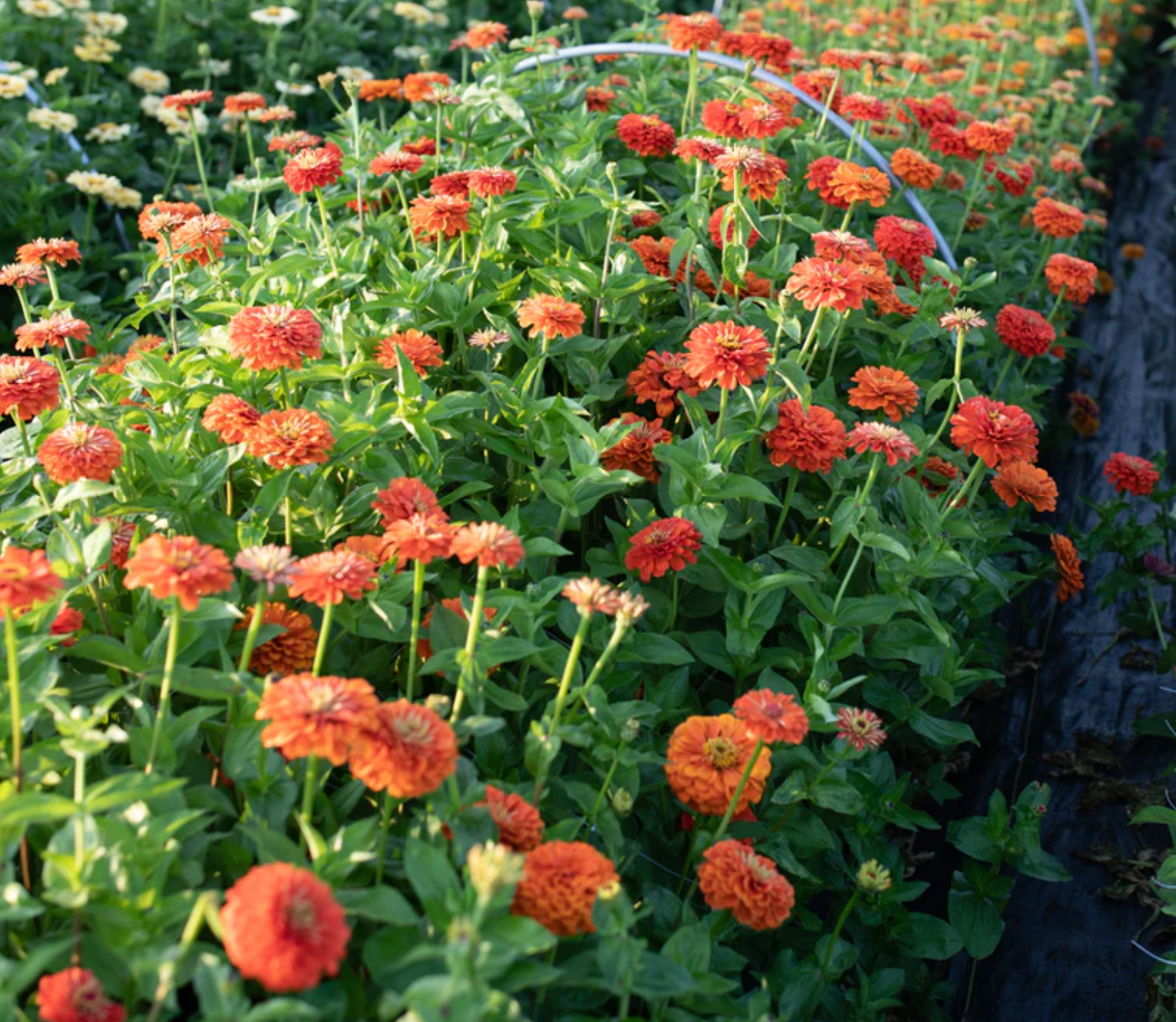 Zinnia 'Benary's Orange'