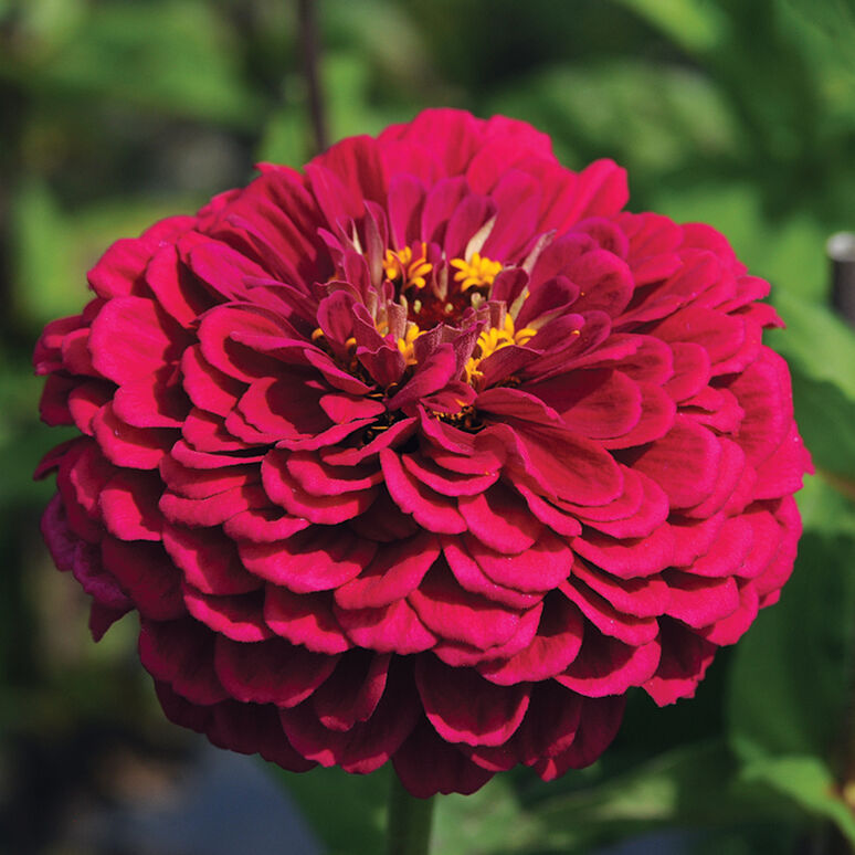 Zinnia 'Benary's Wine'