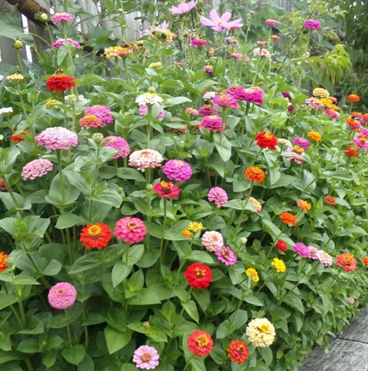 Zinnia 'Benary's Mix'