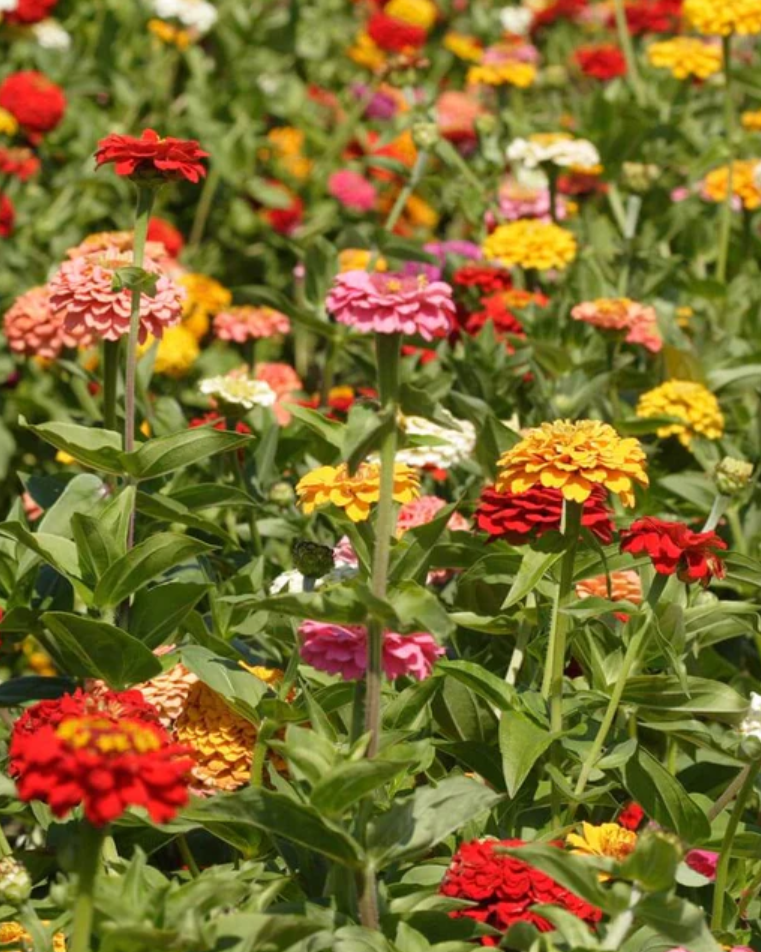 Zinnia 'Benary's Blue Point Mix'