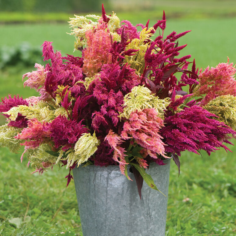 Celosia 'Pampas Plume'