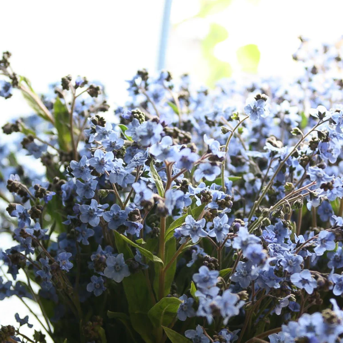 Chinese Forget-Me-Not 'Blue Showers'