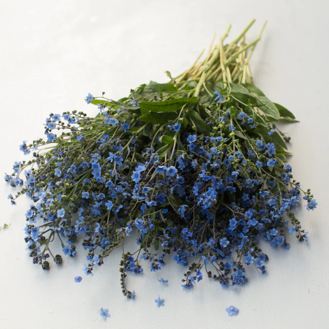 Chinese Forget-Me-Not 'Blue Showers'